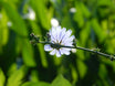 Inulin